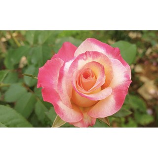 cây hoa hồng Sếu