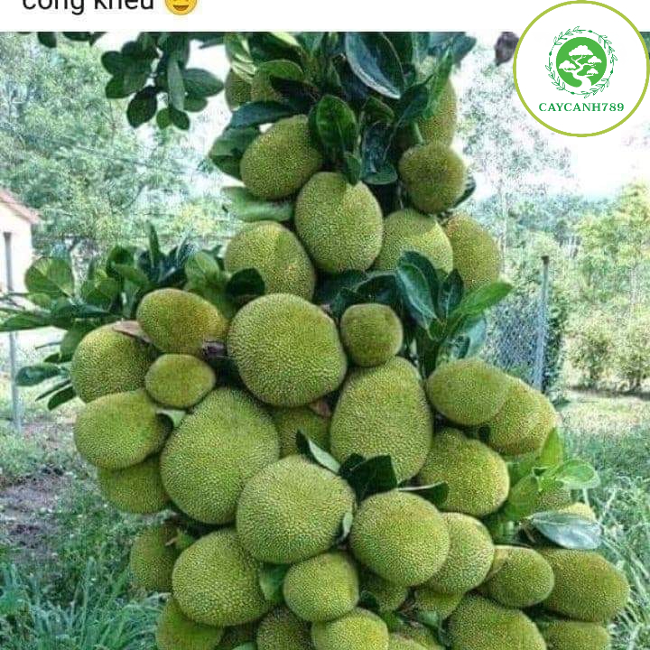 Cây mít thái ra quả siêu sớm sau 12 tháng