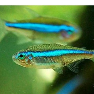 Set 10 Cuộn Dây Đèn Neon Màu Xanh Lá Dùng Trang Trí Bể Cá
