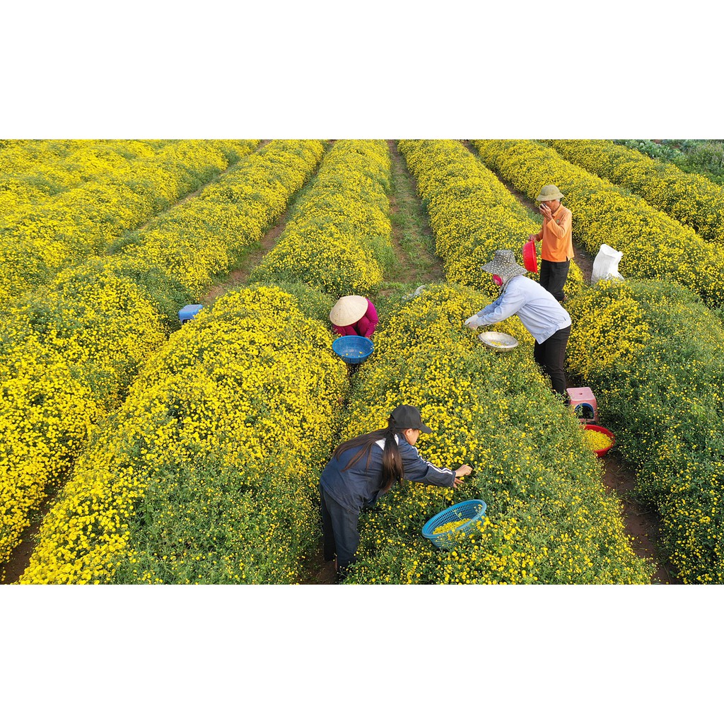 500Gr Hoa Cúc Chi Sấy Lạnh Tôi Yêu Trà Chất Lượng Loại 1 Thơm Ngon Tinh Khiết 🌿