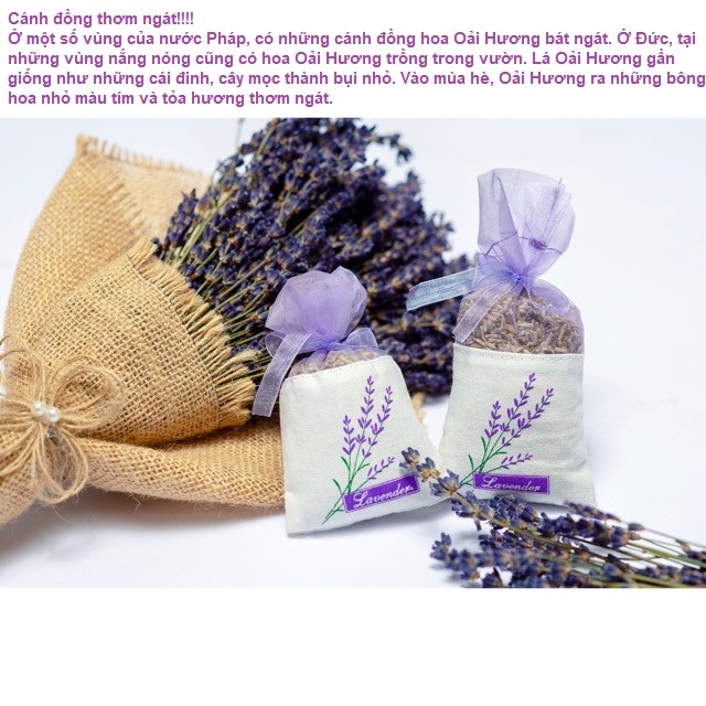 Túi thơm để tủ quần áo Nụ Hoa Khô Oải Hương Lavender, Túi Thơm treo xe Mùi Thơm Nhẹ Dịu tự nhiên dễ chịu