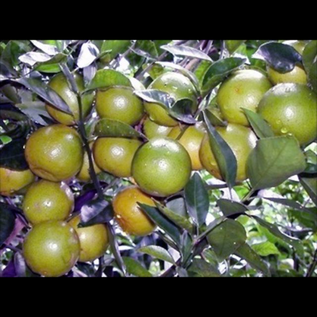 Cây giống quýt đường