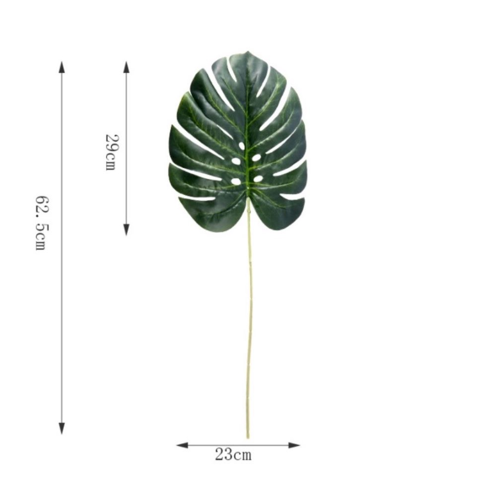 Cành lá rùa - Trầu bà lá xẻ nam mỹ monstera