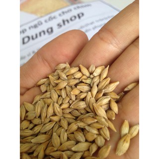 hạt lúa mạch - đại mạch 1kg cho thức ăn cho chim