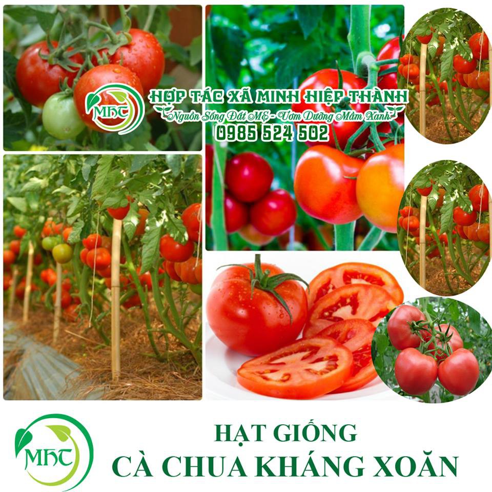 Hạt giống cà chua kháng xoăn