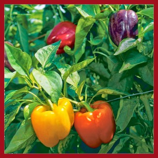 Hạt giống Ớt chuông (ớt ngọt) ngũ sắc