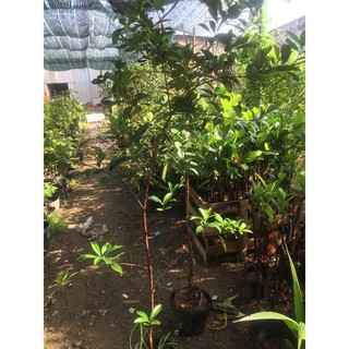 Cây cherry brazil cao 1m5 bao đẹp