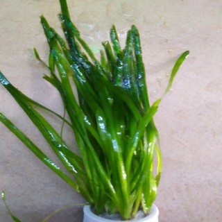 Cây Thuỷ Sinh Hẹ Thẳng (10 cây)