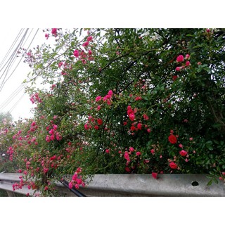 Hoa hồng leo Sapa