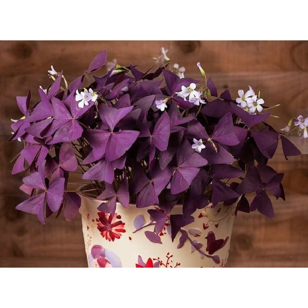 Cây Oxalis Triangularis (Bướm Đêm) chậu treo bí ngô