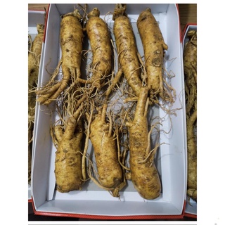 Sp Nhân sâm trọc, gãy rễ ngâm mật Hàn Quốc 1690k loại 8 củ/kg, dùng ngâm mật ong. Spx
