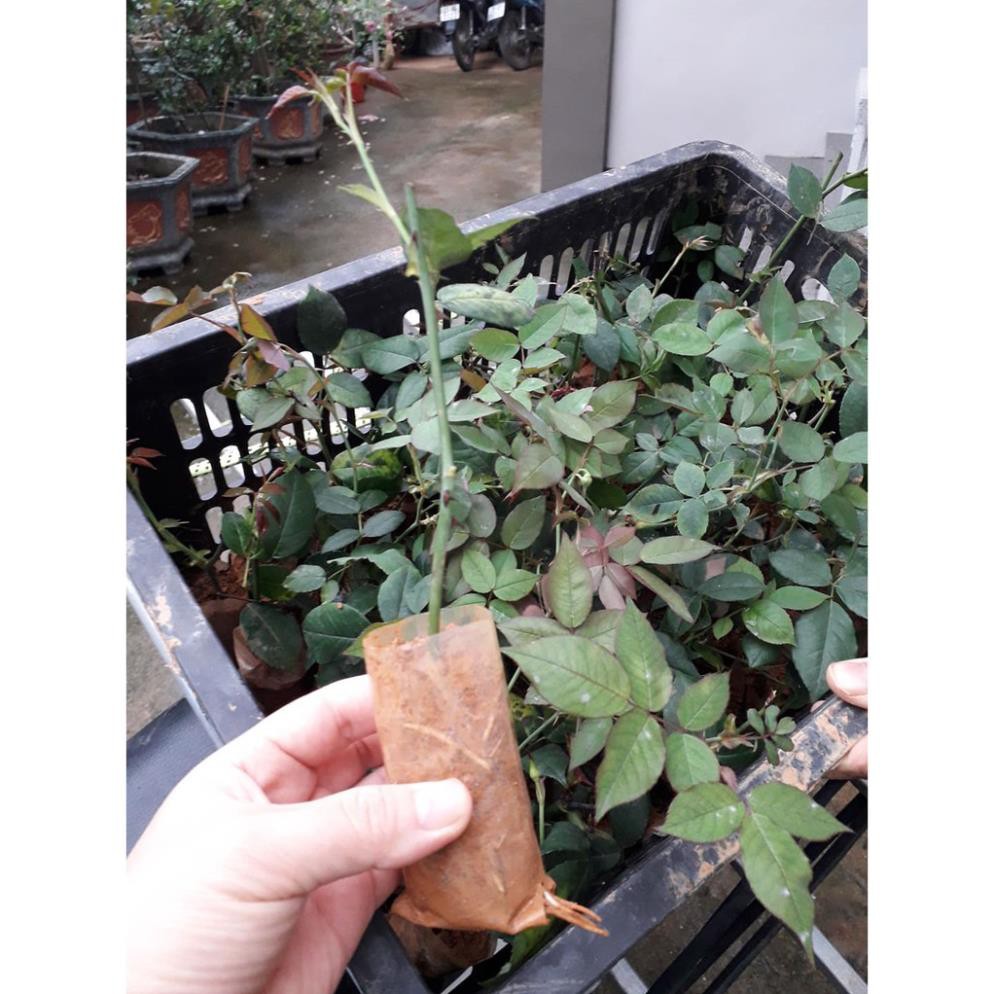 CÂY GIỐNG Hoa hồng điều CỔ– giống hoa hồng truyền thống quý hiếm của Việt Nam + Tặng 01 cây dâu da đất