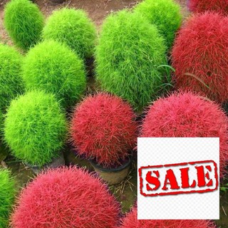Gói 100 hạt giống cỏ đổi màu sale