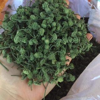 Nụ tam thất 500.000đ/1kg