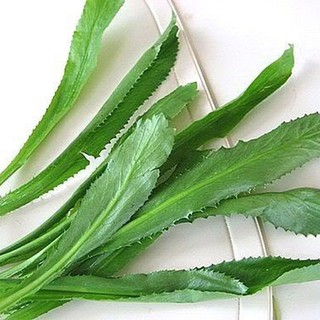 Hạt giống ngò gai| Mùi tàu