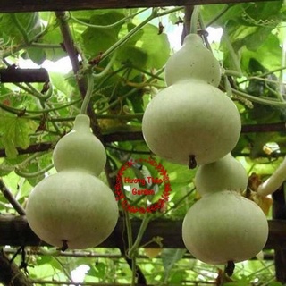 Hạt Giống Bầu Hồ Lô 1gr