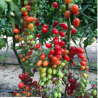 hạt giống cà chua bi- gói 0,1gr