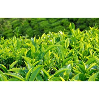Cây giống chè xanh ( giống CH4 chuẩn chè xanh Việt Nam )
