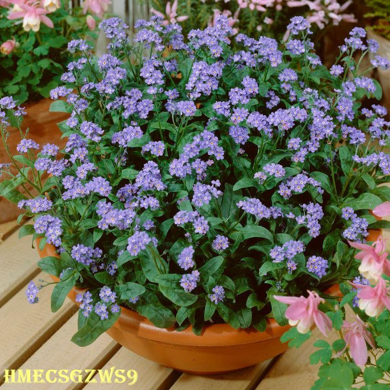 Hạt giống hoa lưu ly xanh  dễ trồng trồng 100h