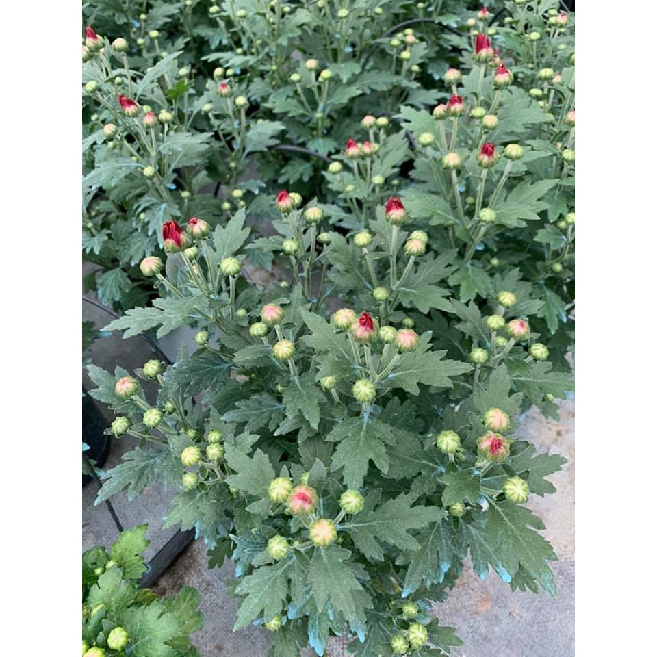 Chậu cây hoa Cúc Pico cho hoa màu đỏ - Chrysanthemum