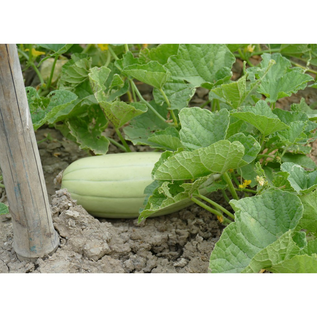 Hạt Giống Dưa Gang Xanh Qủa Dài  - Năng Suất , Qủa Thơm Ngon - MUA 3 TẶNG 1 CÙNG LOẠI