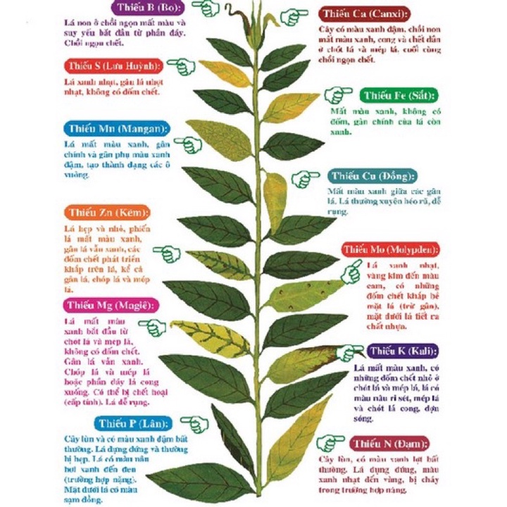 Phân Bón Lá Vi Lượng MicroCombi - Biến Vàng Thành Xanh