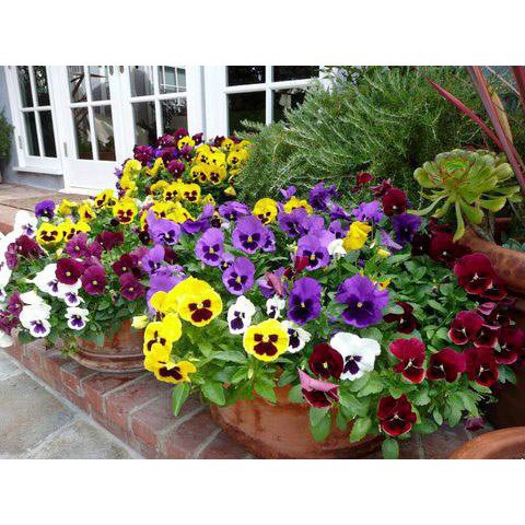 Gói 20 Hạt Giống Hoa Păng Xê Pansy Mix Màu Hạt Giống Hoa pansy đơn Mix 20 Hạt/ Gói