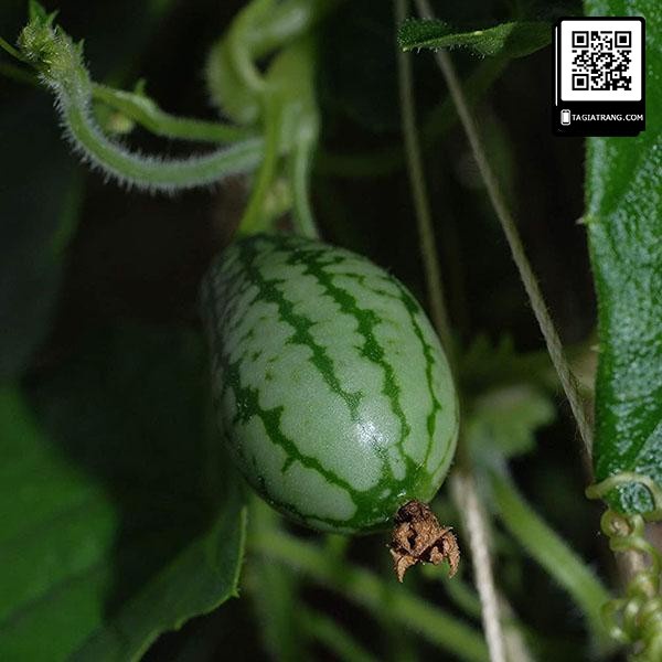 Hạt giống dưa hấu mini tí hon - Gói 5 hạt