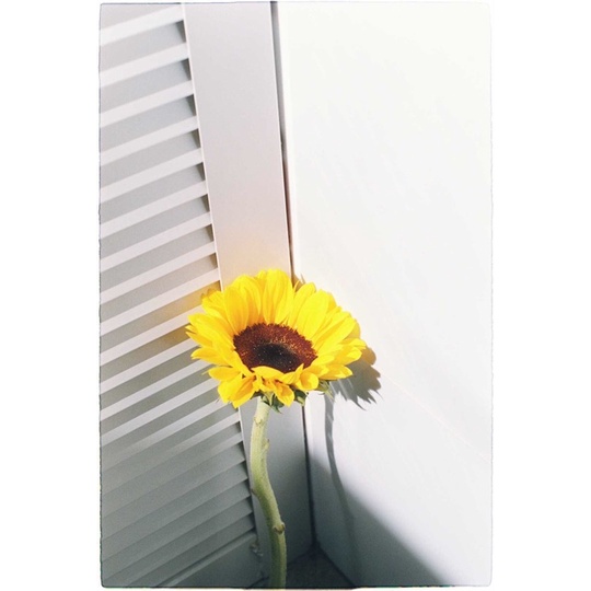 - Film 135  giá rẻ, 24 kiểu, hàng US