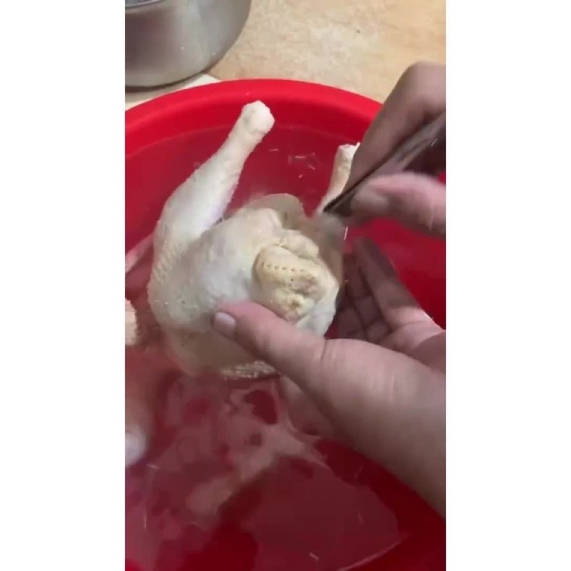 Nhíp nhổ lông gà , lông vịt , làm lòng