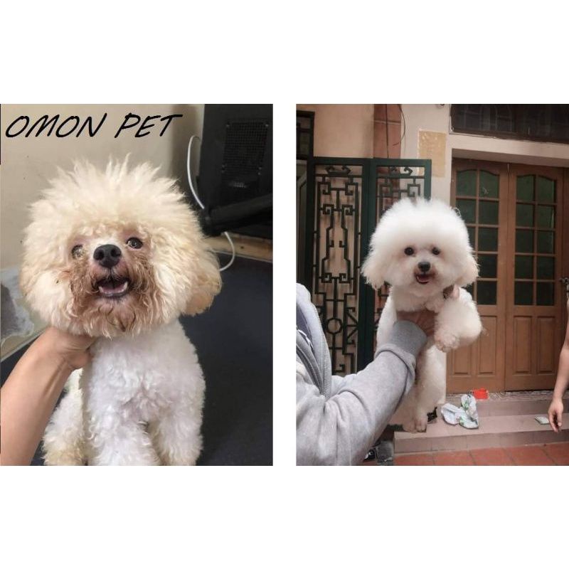 Sạch Ố Lông Cho Chó