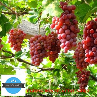 Hạt giống Nho pháp (10 hạt)