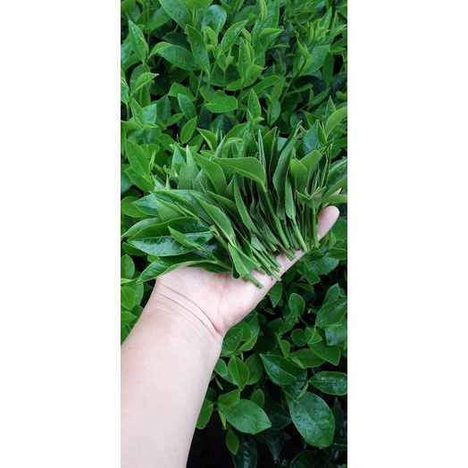 Trà xanh thái nguyên trà đặc biệt chè ngon đặc sản Trà xuất khẩu