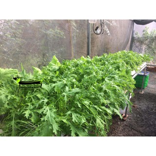 COMBO 2 CẶP DUNG DỊCH THỦY CANH HYDROUMAT V LOẠI 1