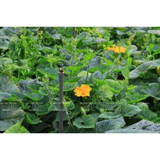 Hạt giống bí siêu ngọn mập (20G)