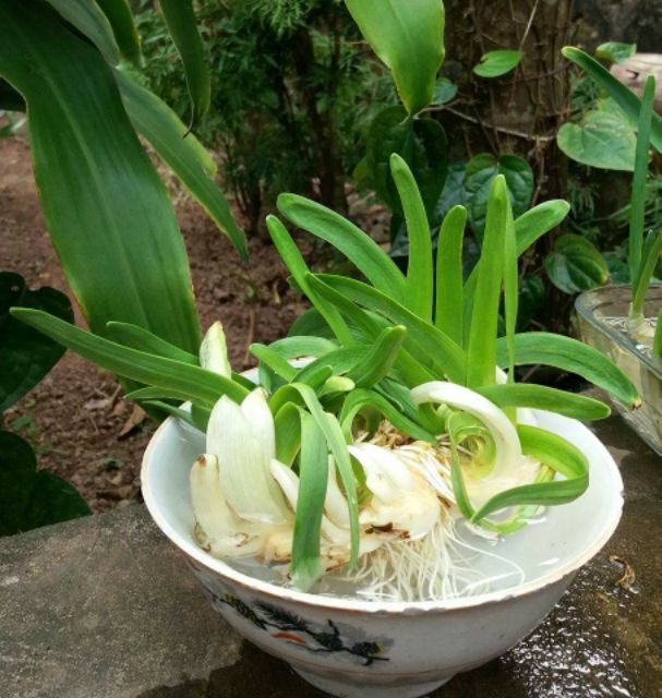 BỘ 2 MÓN DAO GỌT CỦ HOA THỦY TIÊN NƯỚC