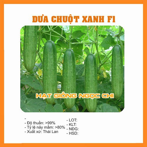 Hạt Giống Dưa Chuột Xanh F1 - 10 Hạt