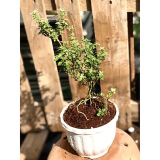 Cây Bạch Tuyết Mai cao 25 - 30 cm