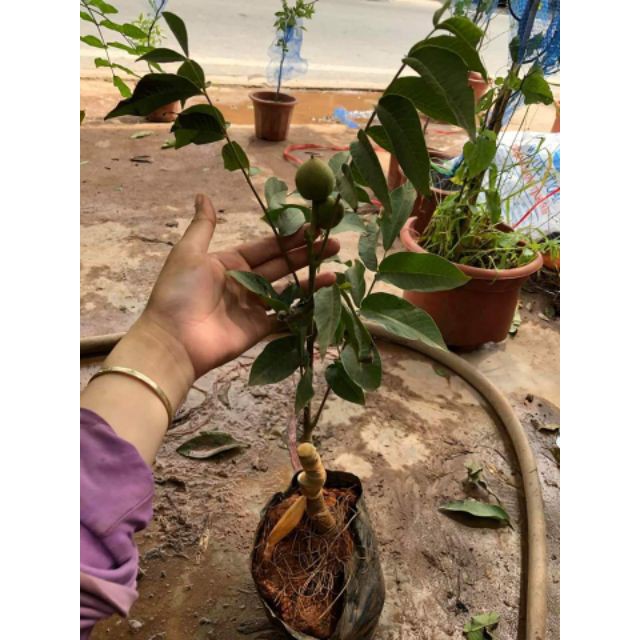 Cây Óc Chó Đang Quả