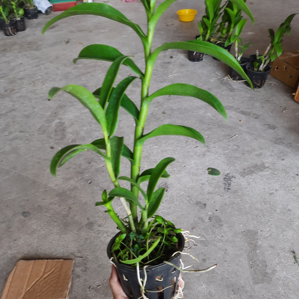 HOA LAN DENRO 5 CÁNH TRẮNG QUỐC DÂN