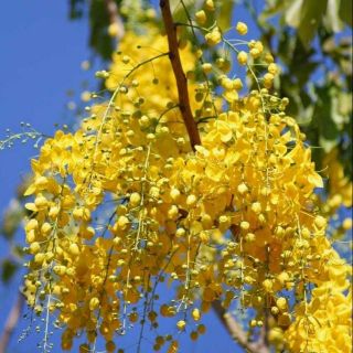 3 Cây Osaka hoa vàng