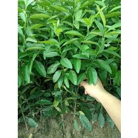 Cây Chanh Tứ Quý không hạt ra quả quanh năm cây giống kèm bầu đất cao 40cm - 60cm lá có mùi thơm làm gia vị nhiều món ăn