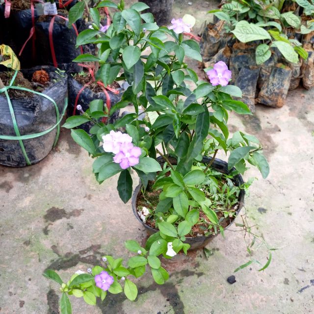 Cây hoa nhài nhật