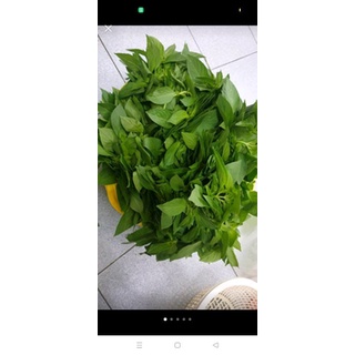 - lá é tươi nguyên cành - 500g đặc sản phú yên .