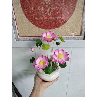 Chậu sen đất sét size nhỏ