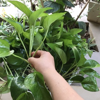Combo 50 cây trầu bà (vạn niên thanh) cao 25-35cm