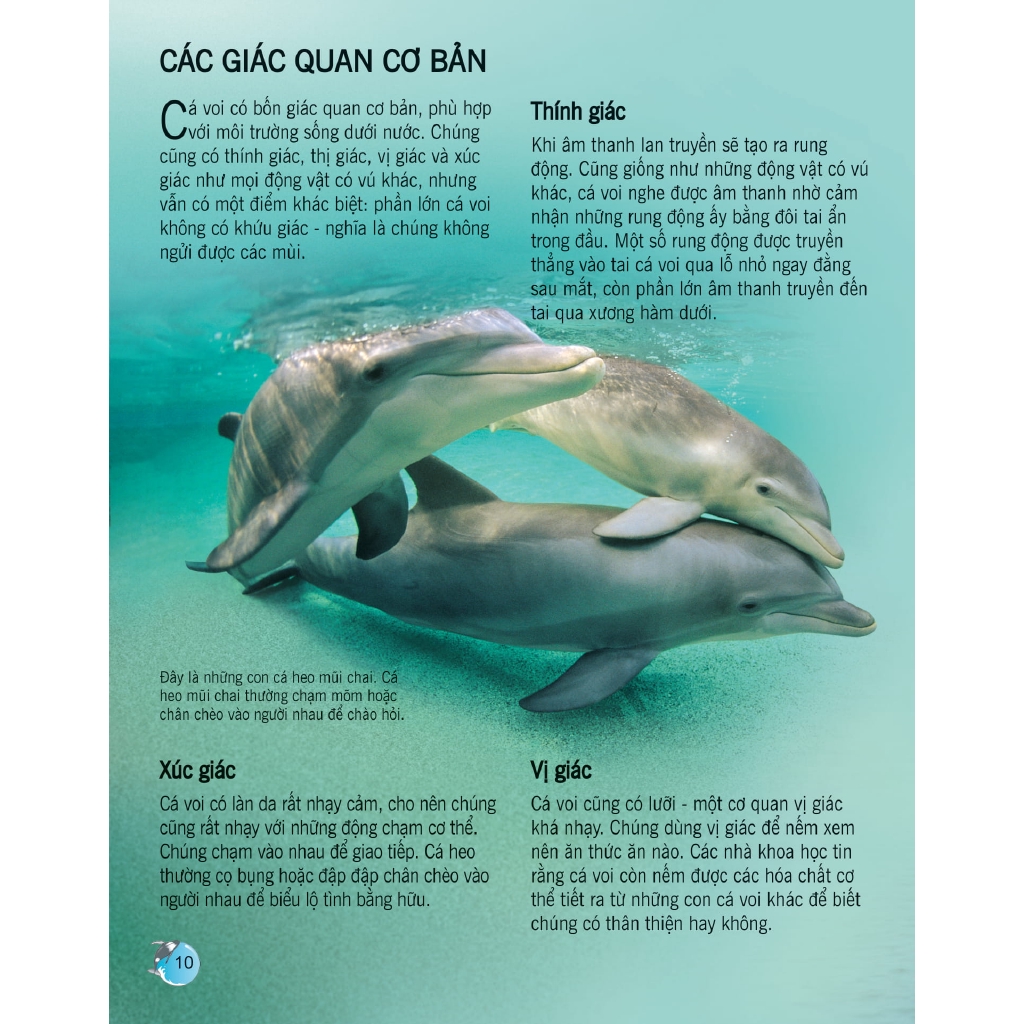 Sách - Bách Khoa Tri Thức Về Khám Phá Thế Giới Cho Trẻ Em - Cá Voi Và Cá Heo