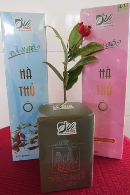 Dầu gội Hà Thủ Ô - Hương Nhu của D'vi Beauty 250ml