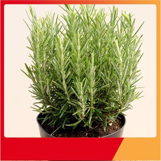 Hạt Giống Hương Thảo