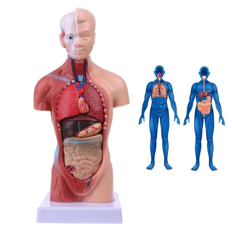 Mô Hình Cơ Thể Người Torso Giải Phẫu Y Tế Giảng Dạy